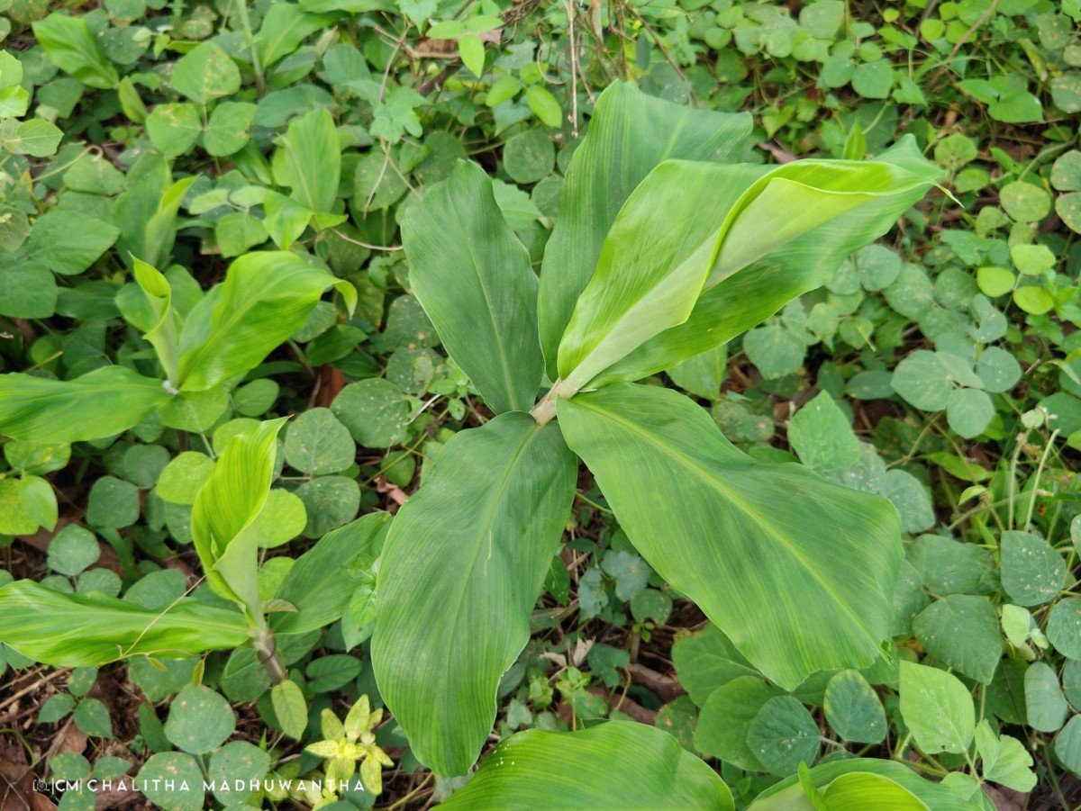 Zingiber zerumbet (L.) Roscoe ex Sm.